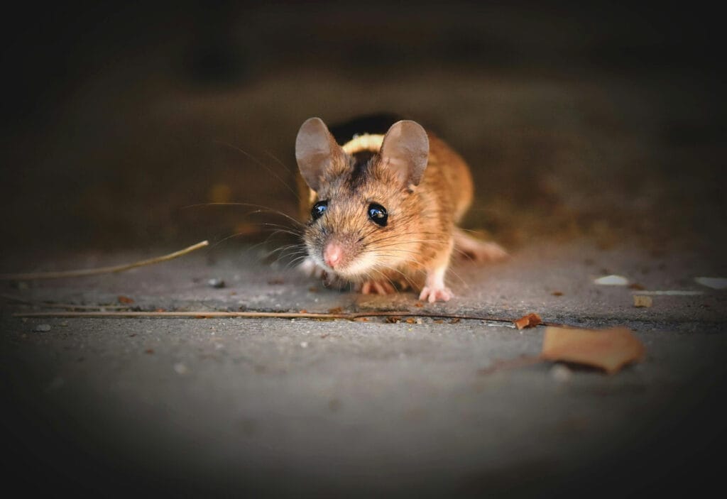 What to do when rodents get into your home insulation