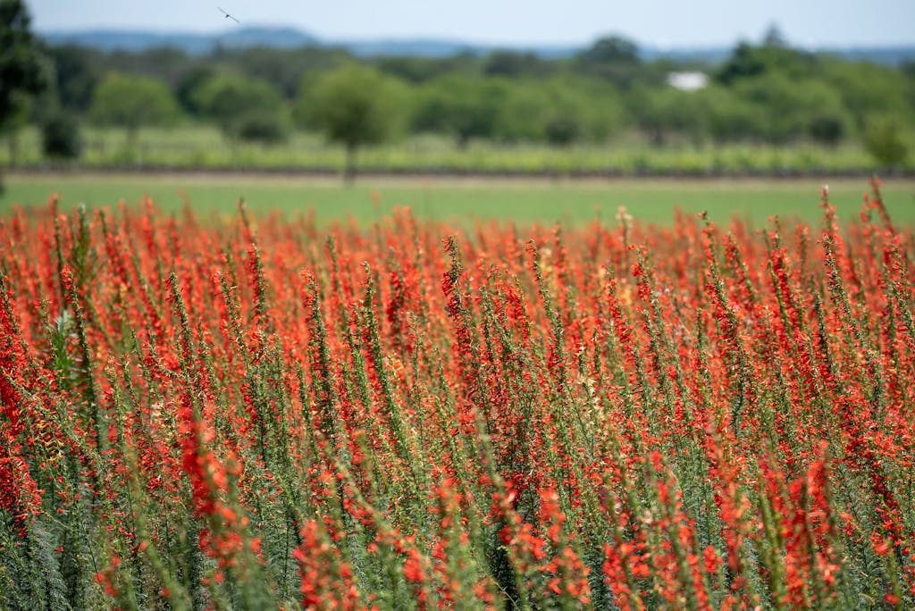 A vibrant field of red wildflowers blooming in the Texas countryside under a bright blue sky.